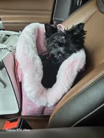 Ava, a female Yorkshire Terrier for sale in Mobile, AL – 2 of 5