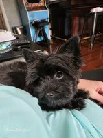 Ava, a female Yorkshire Terrier for sale in Mobile, AL – 3 of 5