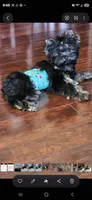 Kobe, a male Yorkshire Terrier for sale in Mobile, AL – 2 of 3
