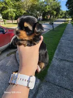 AKC Nelly, a female Yorkshire Terrier for sale in Mobile, AL – 3 of 5