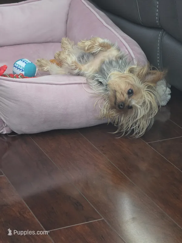 Abby – Yorkshire Terrier puppy for sale in Mobile, AL