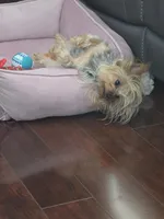 Abby, a female Yorkshire Terrier for sale in Mobile, AL – 1 of 2