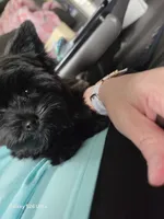 Ava, a female Yorkshire Terrier for sale in Mobile, AL – 4 of 6