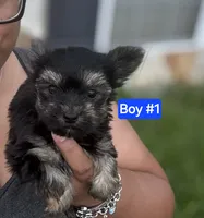 Little man , a male Yorkshire Terrier for sale in Mobile, AL – 4 of 7
