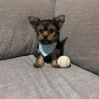 Male #1, a male Yorkshire Terrier for sale in Mobile, AL – 1 of 1