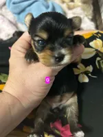AKC Nelly, a female Yorkshire Terrier for sale in Mobile, AL – 4 of 5