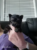 Little man , a male Yorkshire Terrier for sale in Mobile, AL – 1 of 7