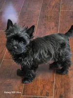 AKC Ava, a female Yorkshire Terrier for sale in Mobile, AL – 4 of 4