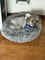 Simba , a male Yorkshire Terrier for sale in Dublin, OH – Photo 4 of 4