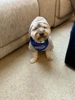 Simba , a male Yorkshire Terrier for sale in Dublin, OH – Photo 3 of 4