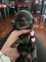 Little man , a male Yorkshire Terrier for sale in Mobile, AL – 2 of 4