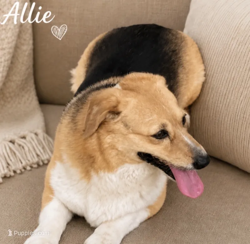 Allie – Pembroke Welsh Corgi puppy for sale in Pink Hill, NC