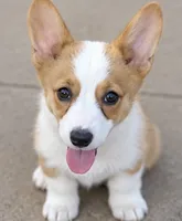 Elise, a female Pembroke Welsh Corgi for sale in Pink Hill, NC – 3 of 6