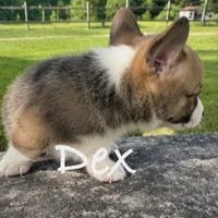 Dex, a male Pembroke Welsh Corgi for sale in Pink Hill, NC – 3 of 4