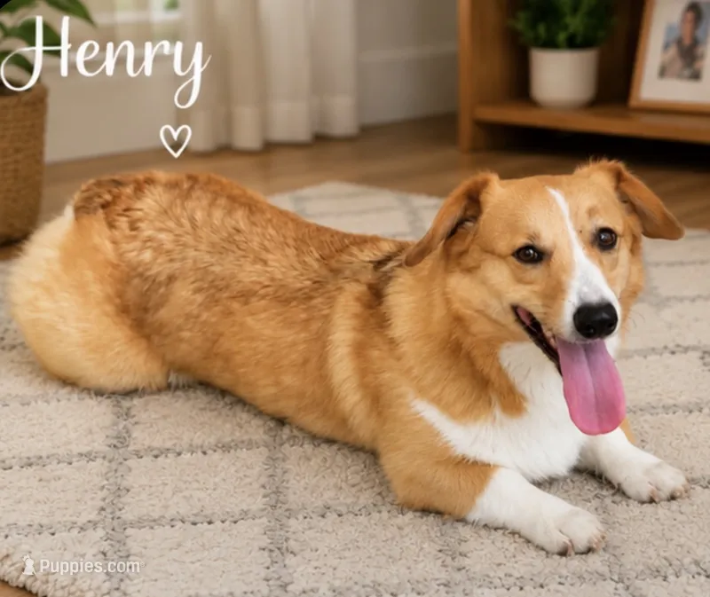 Henry – Pembroke Welsh Corgi puppy for sale in Pink Hill, NC