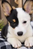 Evie, a female Pembroke Welsh Corgi for sale in Pink Hill, NC – 6 of 6