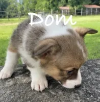 Dom, a male Pembroke Welsh Corgi for sale in Pink Hill, NC – 5 of 5