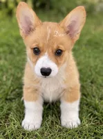 Dax, a male Pembroke Welsh Corgi for sale in Pink Hill, NC – 3 of 6