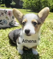 Athena , a female Cardigan Welsh Corgi for sale in Pink Hill, NC – 3 of 5