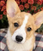 Dolly, a female Pembroke Welsh Corgi for sale in Pink Hill, NC – 3 of 7