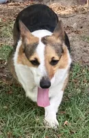 Cocoa, a female Pembroke Welsh Corgi for sale in Pink Hill, NC – 1 of 3