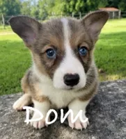 Dom, a male Pembroke Welsh Corgi for sale in Pink Hill, NC – 3 of 5