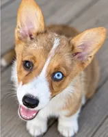 Dom, a male Pembroke Welsh Corgi for sale in Pink Hill, NC – 4 of 8