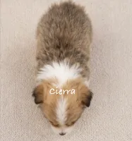 Cierra, a female Pembroke Welsh Corgi for sale in Pink Hill, NC – 3 of 5