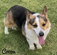 Cocoa, a female Pembroke Welsh Corgi for sale in Pink Hill, NC – 10 of 10