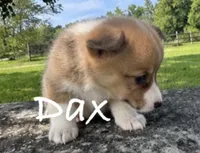 Dax, a male Pembroke Welsh Corgi for sale in Pink Hill, NC – 3 of 4