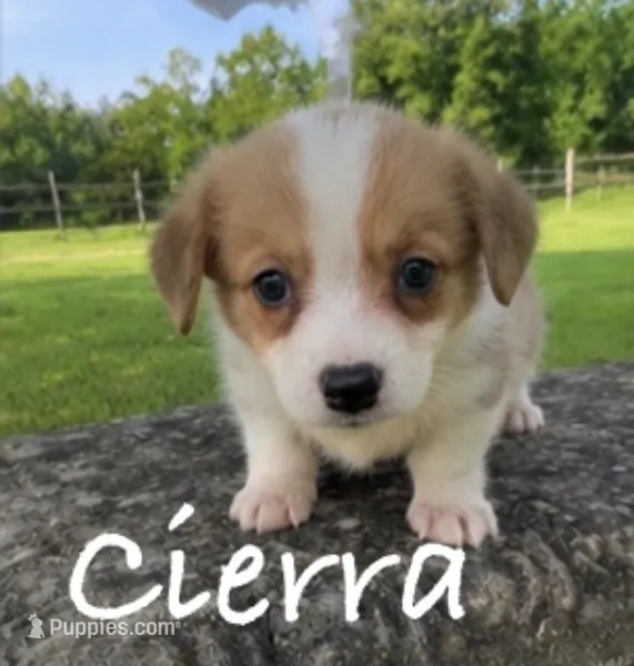 Cierra – Pembroke Welsh Corgi puppy for sale in Pink Hill, NC