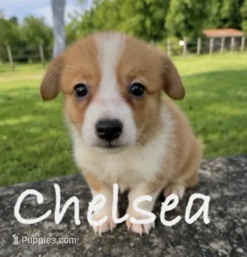 Chelsea – Pembroke Welsh Corgi puppy for sale in Pink Hill, NC