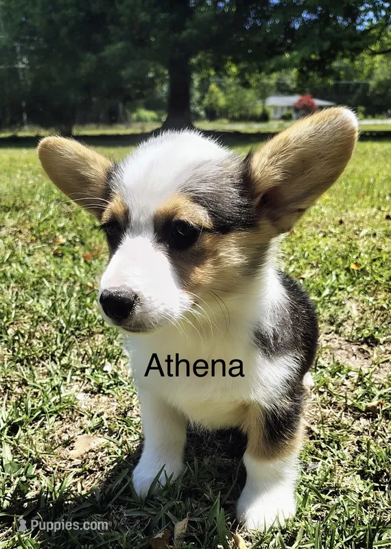Athena  – Cardigan Welsh Corgi puppy for sale in Pink Hill, NC