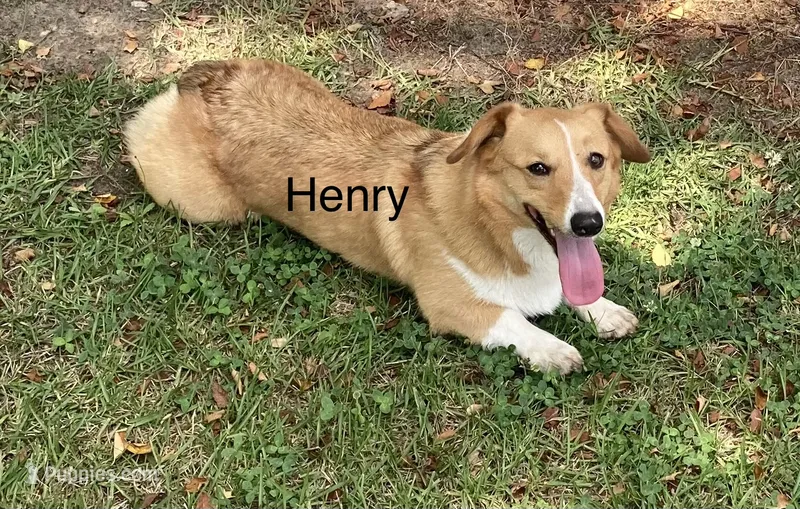 Henry – Pembroke Welsh Corgi puppy for sale in Pink Hill, NC