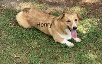 Henry, a male Pembroke Welsh Corgi for sale in Pink Hill, NC – 1 of 3