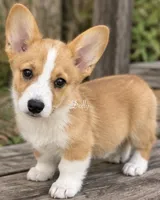 Dolly, a female Pembroke Welsh Corgi for sale in Pink Hill, NC – 4 of 7