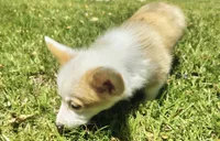 Brynn, a female Cardigan Welsh Corgi for sale in Pink Hill, NC – 4 of 6