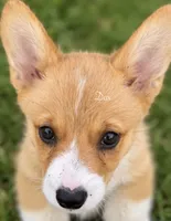 Dax, a male Pembroke Welsh Corgi for sale in Pink Hill, NC – 4 of 6