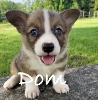 Dom, a male Pembroke Welsh Corgi for sale in Pink Hill, NC – 4 of 5