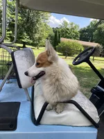 Casper, a male Pembroke Welsh Corgi for sale in Pink Hill, NC – 5 of 5