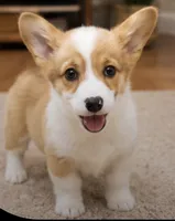 Loki, a female Pembroke Welsh Corgi for sale in Pink Hill, NC – 5 of 5