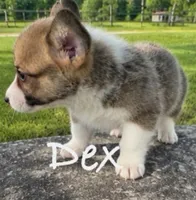 Dex, a male Pembroke Welsh Corgi for sale in Pink Hill, NC – 4 of 4