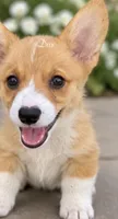 Dax, a male Pembroke Welsh Corgi for sale in Pink Hill, NC – 2 of 6