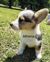 Athena , a female Cardigan Welsh Corgi for sale in Pink Hill, NC – 2 of 5