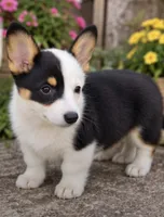 Evie, a female Pembroke Welsh Corgi for sale in Pink Hill, NC – 4 of 6