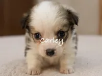 Carley, a female Pembroke Welsh Corgi for sale in Pink Hill, NC – 1 of 6