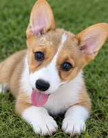 Dex, a male Pembroke Welsh Corgi for sale in Pink Hill, NC – 4 of 7