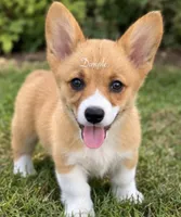 Dimple, a female Pembroke Welsh Corgi for sale in Pink Hill, NC – 4 of 7