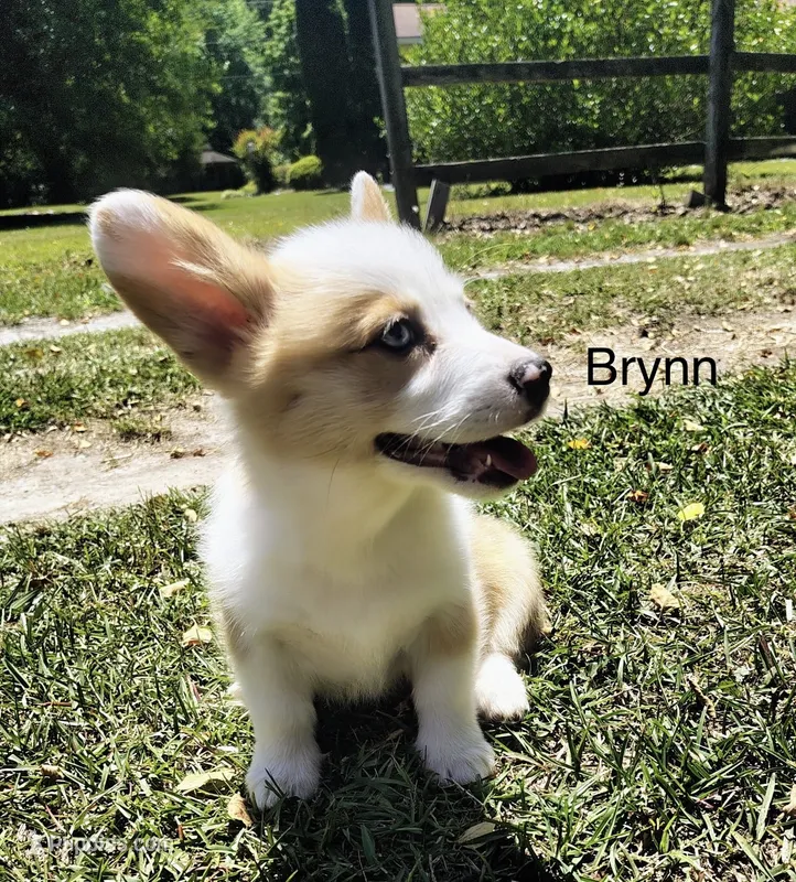 Brynn – Cardigan Welsh Corgi puppy for sale in Pink Hill, NC