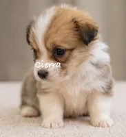 Cierra, a female Pembroke Welsh Corgi for sale in Pink Hill, NC – 2 of 5